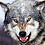 WolfTJD